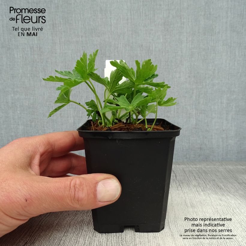 Esimerkki keväällä toimitetusta Täpläkurjenpolvi - Geranium maculatum var.album Taimiruukku 8/9 cm-taimesta