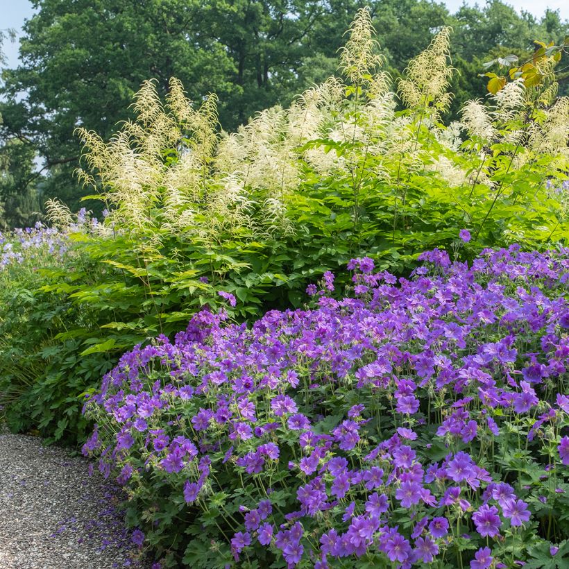 Tarhakurjenpolvi Rosemoor (Kasvutapa)