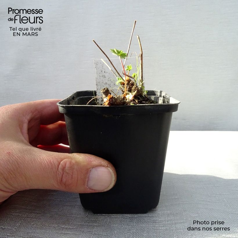 Esimerkki keväällä toimitetusta Kurjenpolvi - Geranium x monacense Godet de 8/9 cm-taimesta