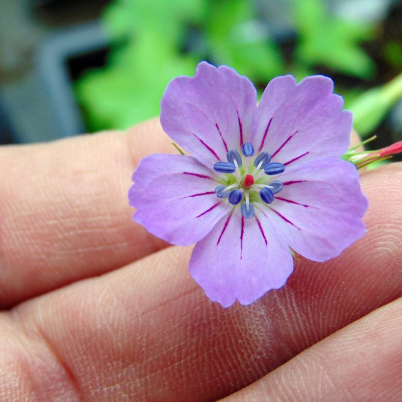 Hämykurjenpolvi - Geranium nodosum (Kukinta)