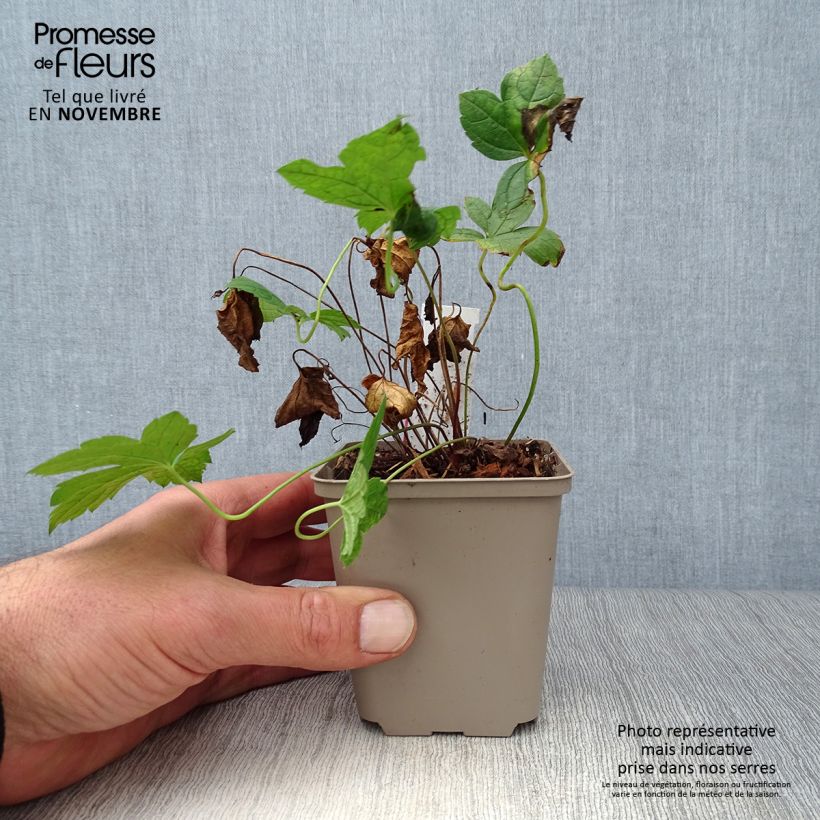 Esimerkki syksyllä toimitetusta Hämykurjenpolvi Clos du Coudray 8/9 cm taimiruukku-taimesta