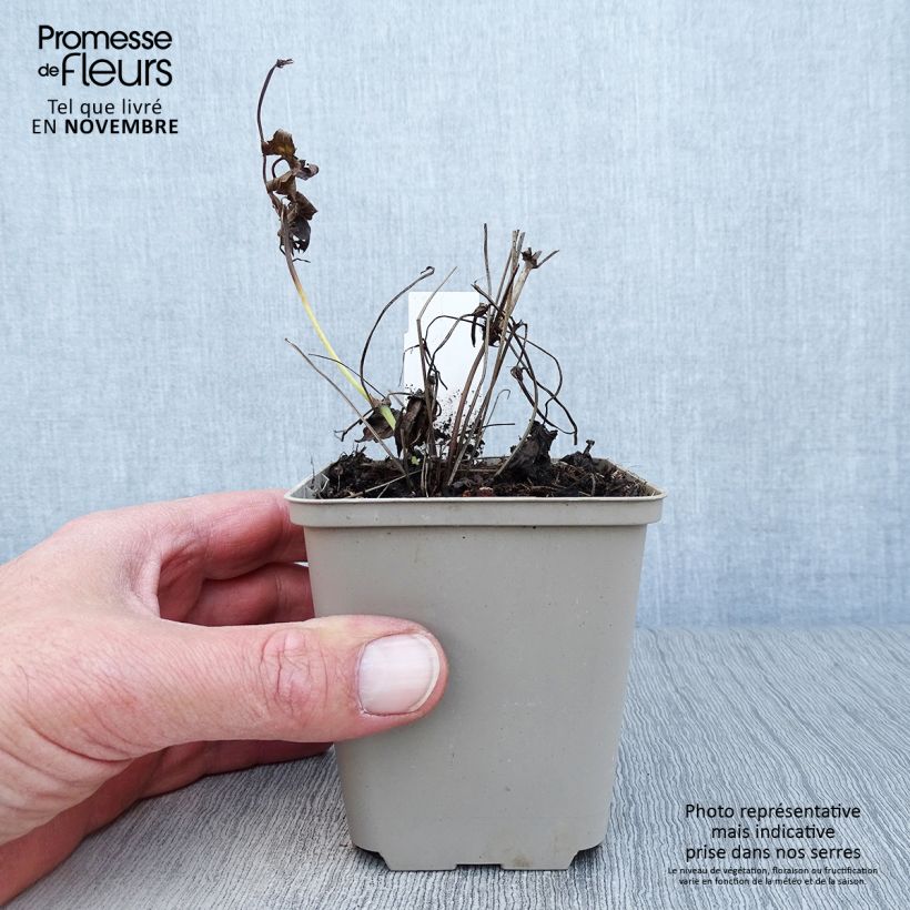 Esimerkki syksyllä toimitetusta Hämykurjenpolvi Silverwood 8/9 cm taimiruukku-taimesta