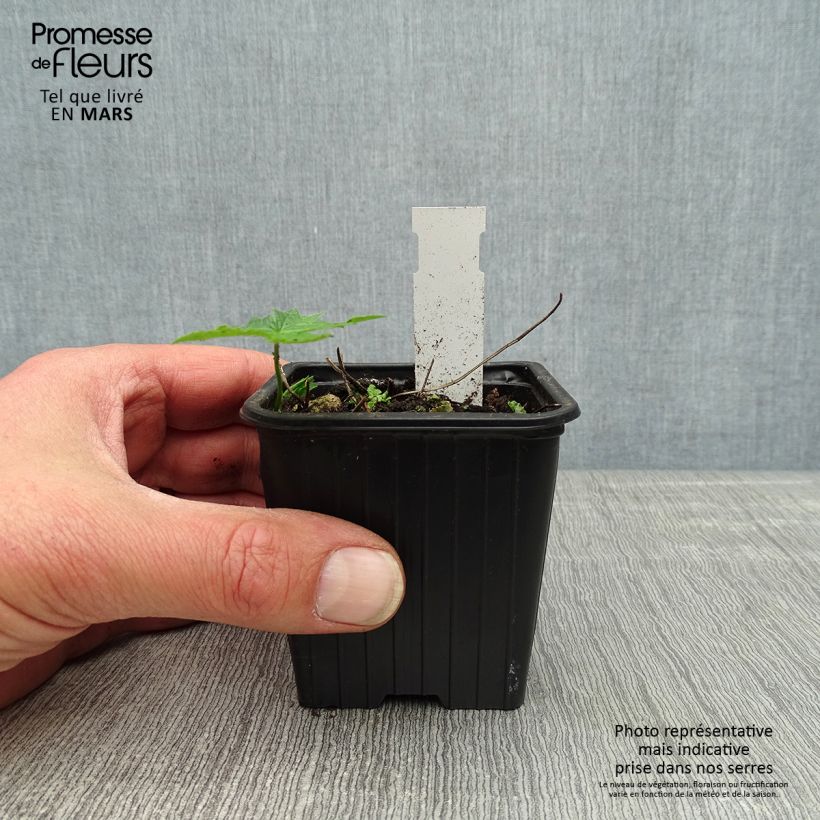 Esimerkki keväällä toimitetusta Hämykurjenpolvi Silverwood Taimiruukku 8/9 cm-taimesta