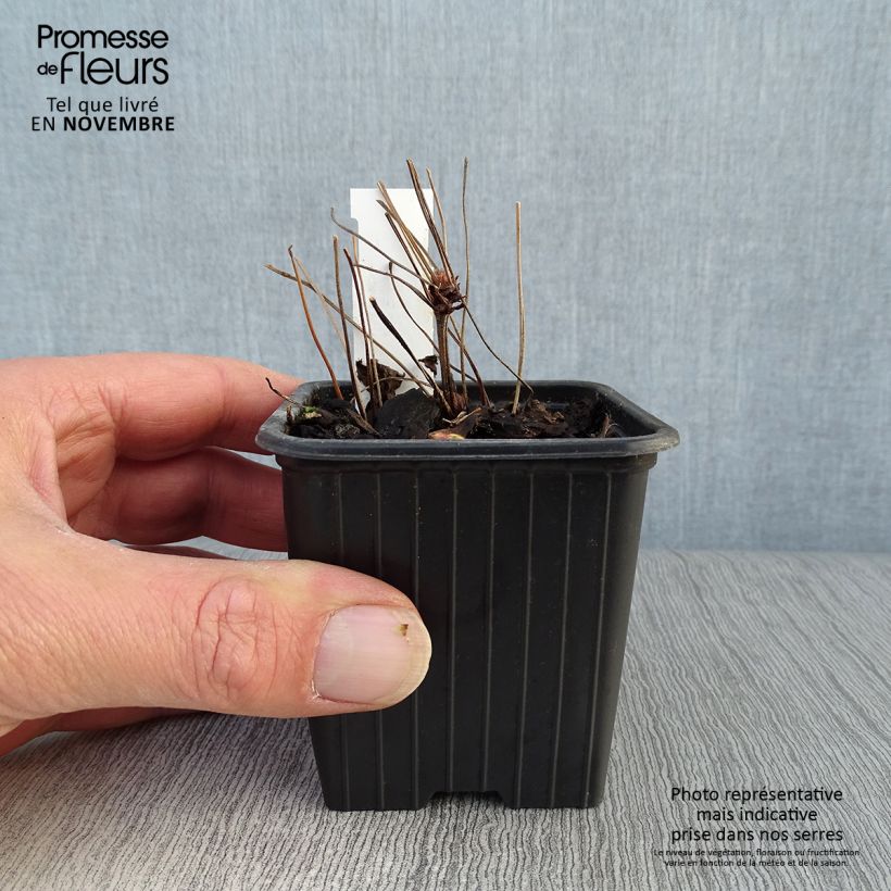Esimerkki syksyllä toimitetusta Hämykurjenpolvi - Geranium nodosum 8/9 cm taimiruukku-taimesta