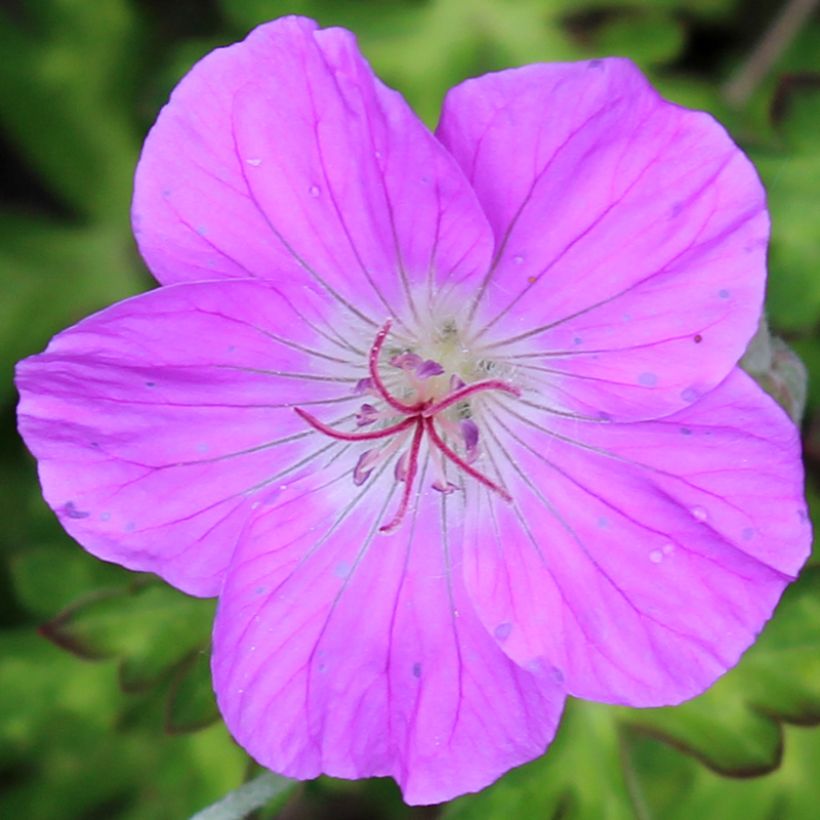 Tiibetinkurjenpolvi - Geranium orientalitibeticum (Kukinta)