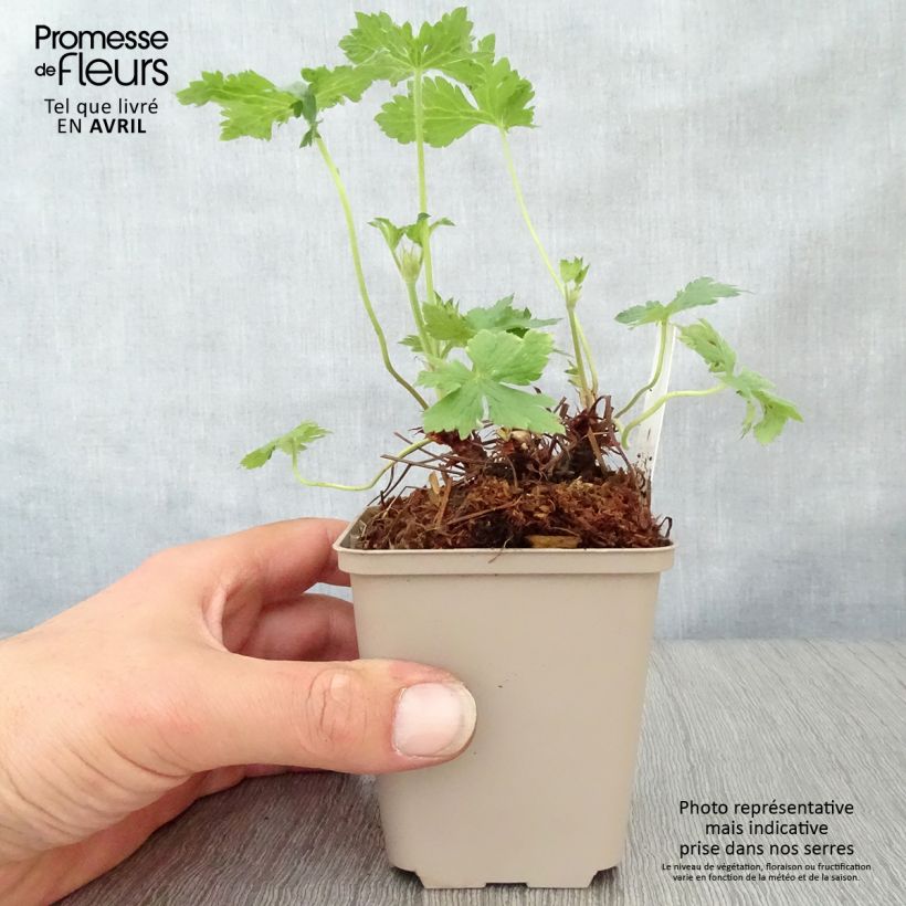 Example of Rusokurjenpolvi Hollywood Godet de 8/9 cm as you get in printemps