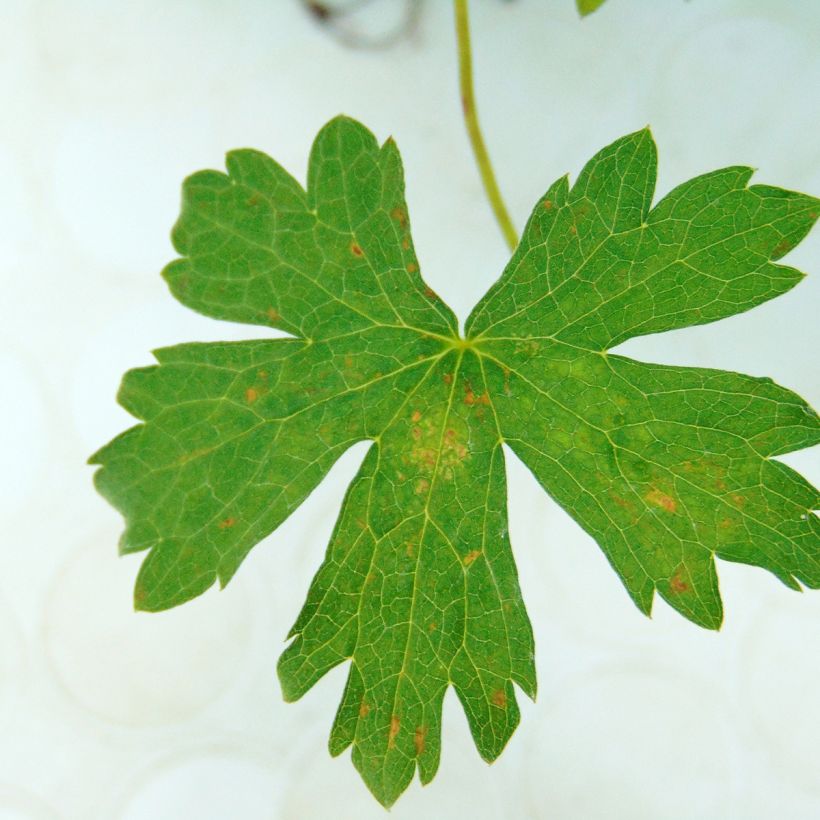 Rusokurjenpolvi Rosenlicht (Lehvistö)