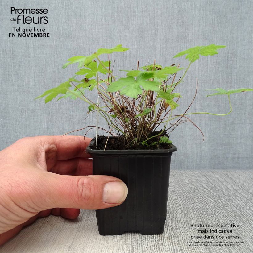 Esimerkki syksyllä toimitetusta Rusokurjenpolvi Rosenlicht 8/9 cm taimiruukku-taimesta