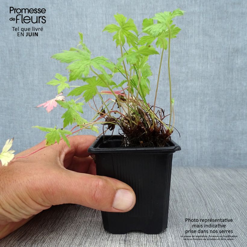 Esimerkki kesällä toimitetusta Rusokurjenpolvi Rosenlicht Godet de 8/9 cm-taimesta