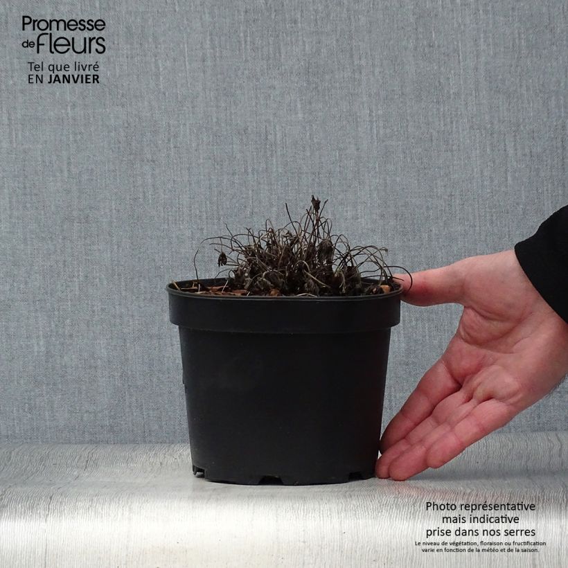 Esimerkki talvella toimitetusta Rusokurjenpolvi Sherwood Pot de 2L/3L-taimesta