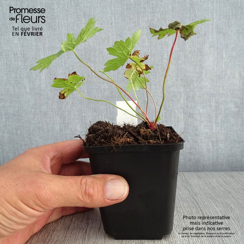 Esimerkki syksyllä toimitetusta Rusokurjenpolvi - Geranium x oxonianum f. thurstonianum 8/9 cm taimiruukku-taimesta