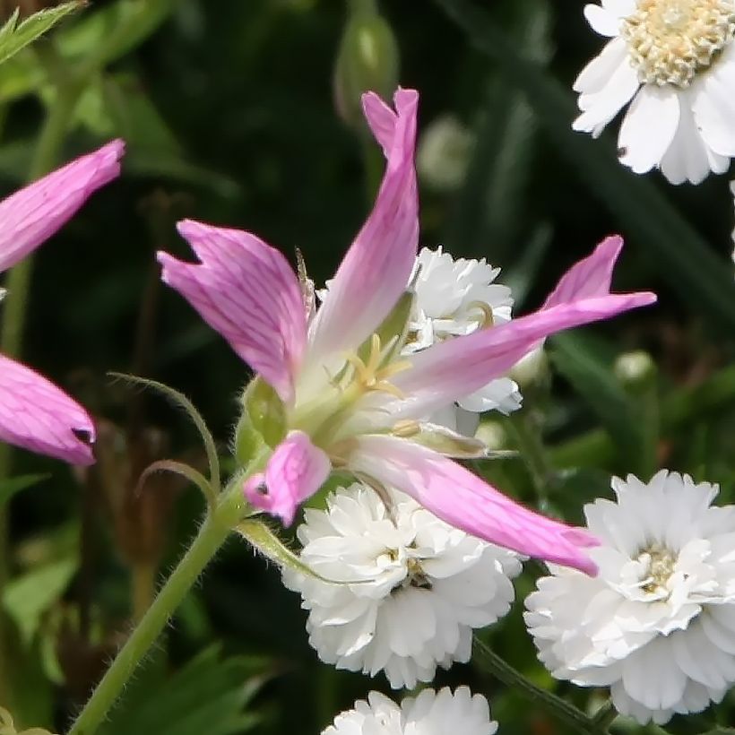 Rusokurjenpolvi - Geranium x oxonianum f. thurstonianum (Kukinta)