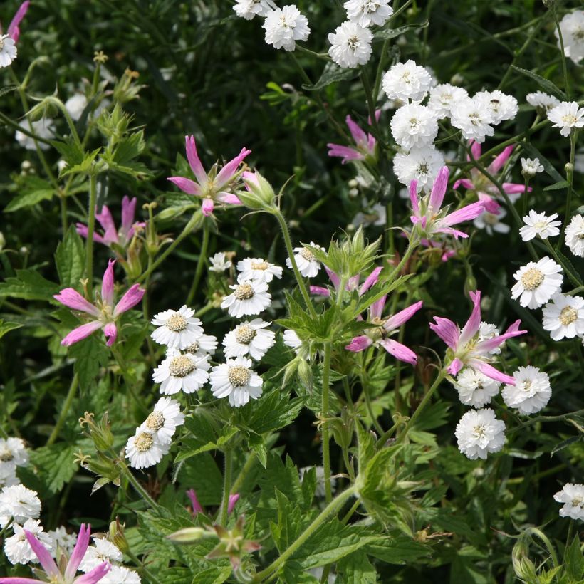 Rusokurjenpolvi - Geranium x oxonianum f. thurstonianum (Kasvutapa)