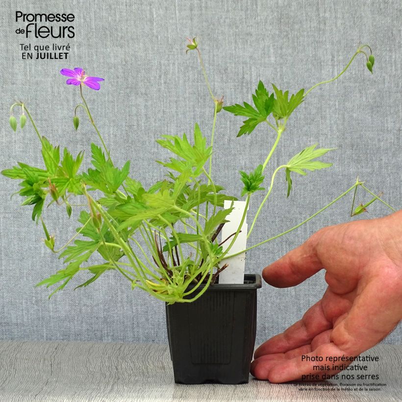 Esimerkki kesällä toimitetusta Ojakurjenpolvi - Geranium palustre Godet de 8/9 cm-taimesta