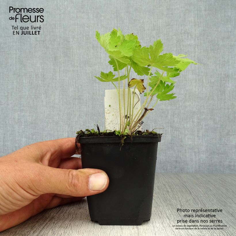 Esimerkki kesällä toimitetusta Tummakurjenpolvi - Geranium phaeum Taimiruukku 8/9 cm-taimesta