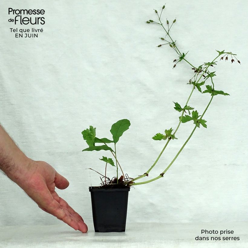 Esimerkki kesällä toimitetusta Tummakurjenpolvi Golden Spring Godet de 8/9 cm-taimesta