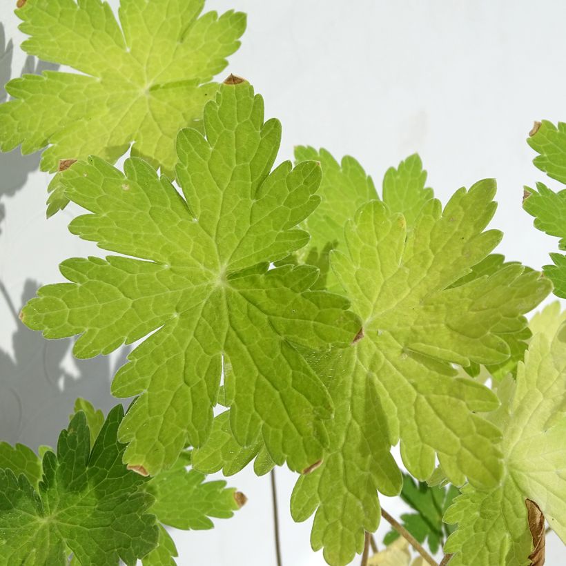 Tummakurjenpolvi - Geranium phaeum var lividum (Lehvistö)
