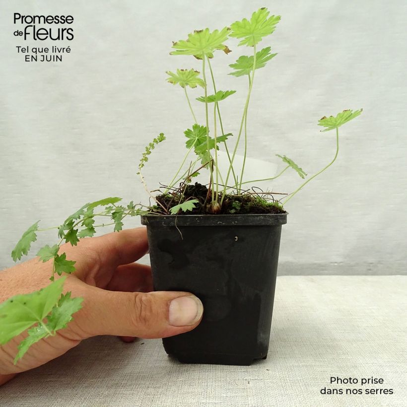 Esimerkki kesällä toimitetusta Tummakurjenpolvi - Geranium phaeum var lividum Godet de 8/9 cm-taimesta