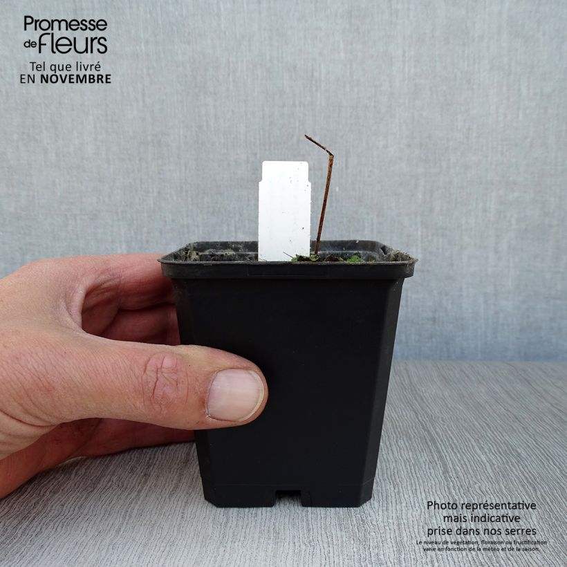 Esimerkki syksyllä toimitetusta Kyläkurjenpolvi Black n white Army 8/9 cm taimiruukku-taimesta