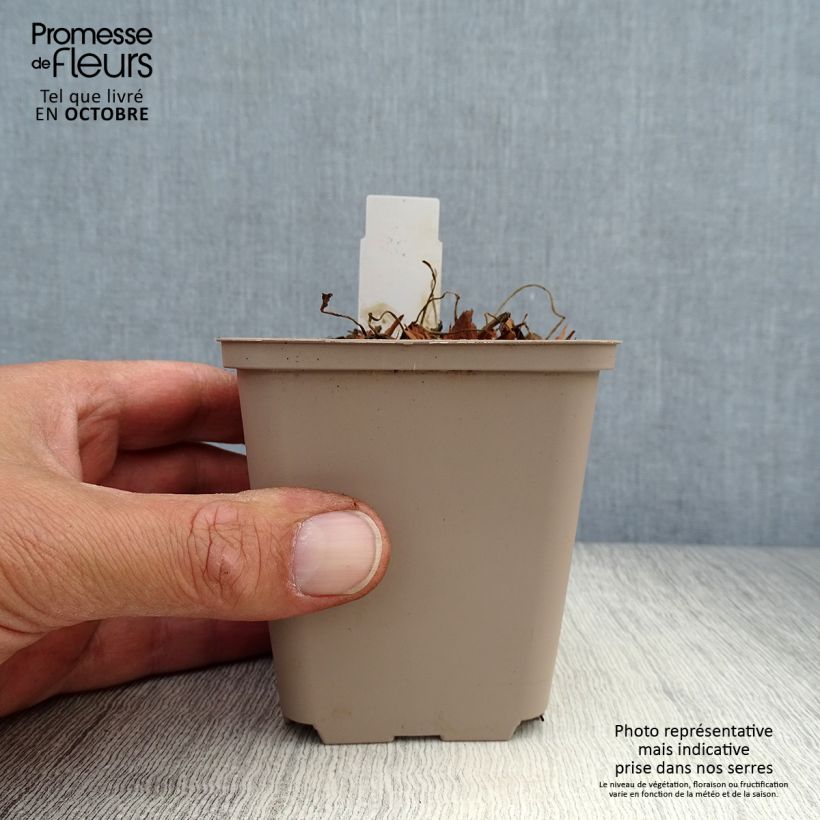 Esimerkki syksyllä toimitetusta Kyläkurjenpolvi Hocus Pocus 8/9 cm taimiruukku-taimesta