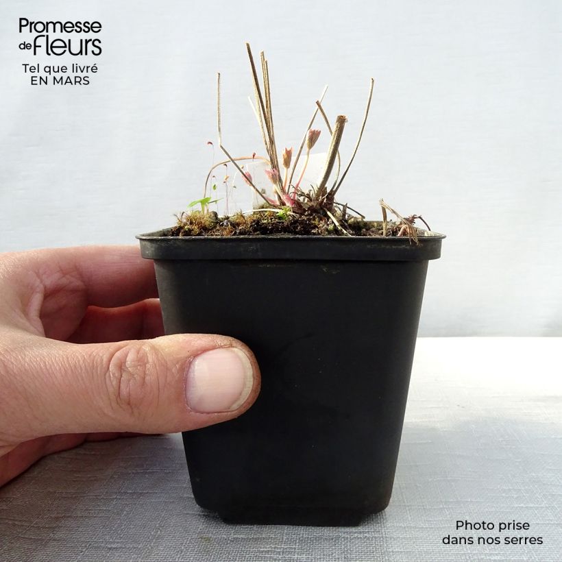 Esimerkki keväällä toimitetusta Kyläkurjenpolvi Ilja Godet de 8/9 cm-taimesta
