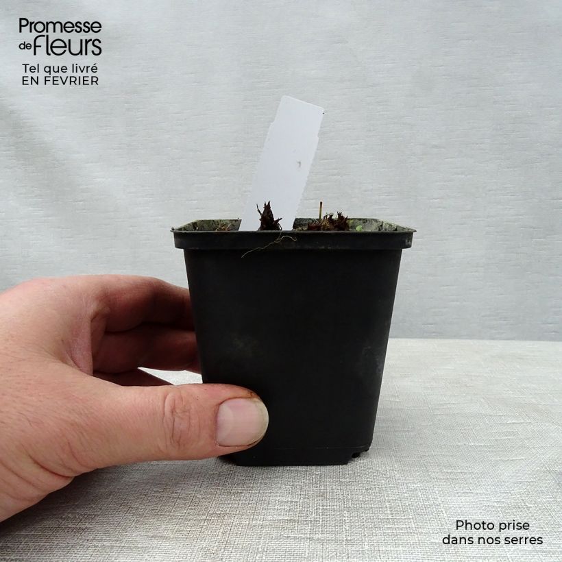 Esimerkki talvella toimitetusta Kyläkurjenpolvi New Dimensions 8/9 cm taimiruukku-taimesta