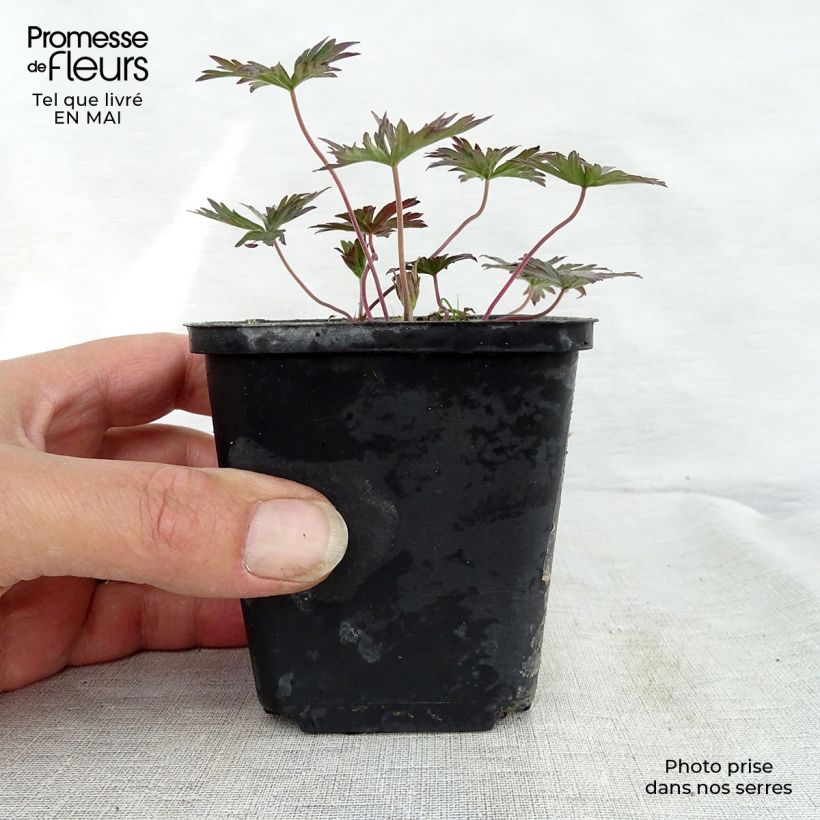 Esimerkki keväällä toimitetusta Kyläkurjenpolvi New Dimensions Godet de 8/9 cm-taimesta