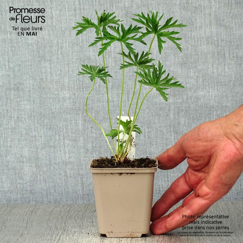 Esimerkki keväällä toimitetusta Kyläkurjenpolvi Plenum Album Godet de 8/9 cm-taimesta