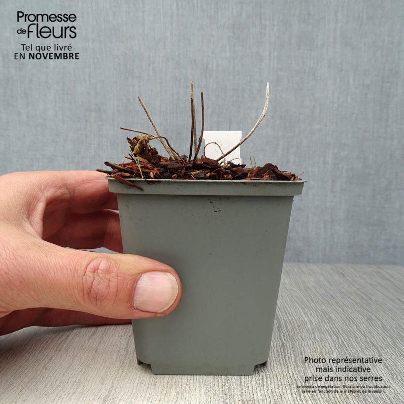 Esimerkki syksyllä toimitetusta Kyläkurjenpolvi Splish Splash 8/9 cm taimiruukku-taimesta