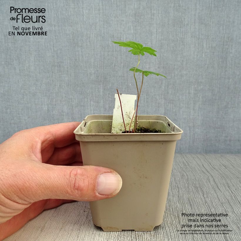 Esimerkki syksyllä toimitetusta Armeniankurjenpolvi - Geranium psilostemon 8/9 cm taimiruukku-taimesta