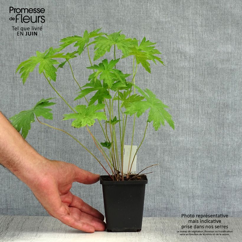 Esimerkki kesällä toimitetusta Armeniankurjenpolvi - Geranium psilostemon Taimiruukku 8/9 cm-taimesta