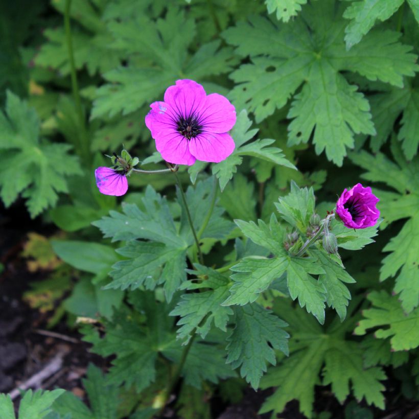 Armeniankurjenpolvi - Geranium psilostemon (Kukinta)