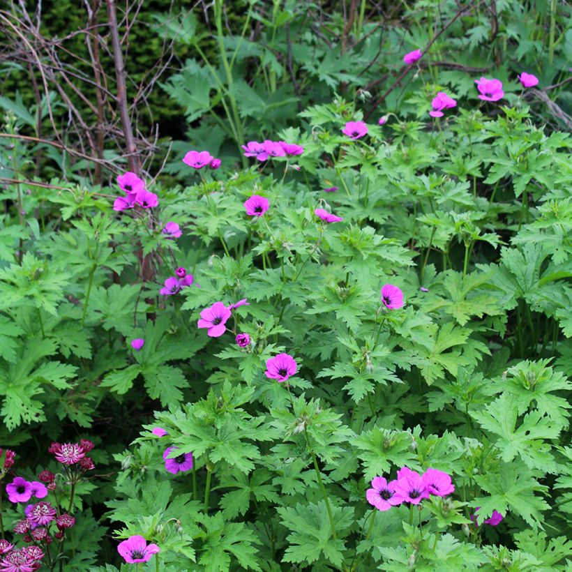 Armeniankurjenpolvi - Geranium psilostemon (Kasvutapa)