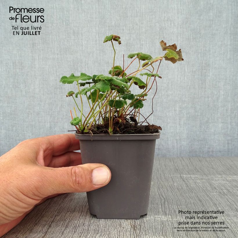Esimerkki kesällä toimitetusta Nyppykurjenpolvi - Geranium renardii Taimiruukku 8/9 cm-taimesta