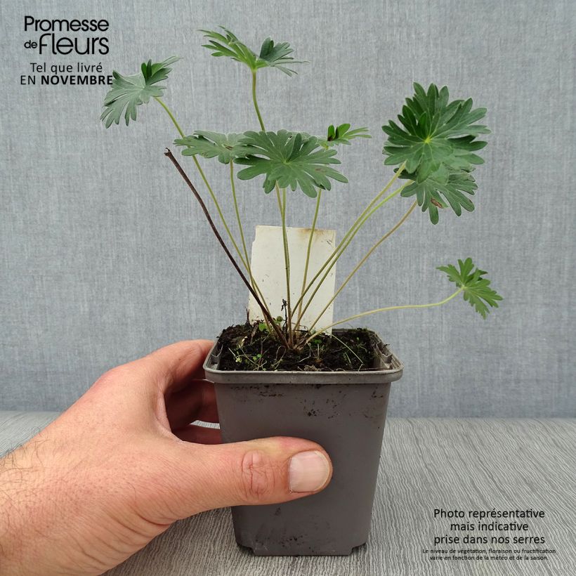 Esimerkki syksyllä toimitetusta Verikurjenpolvi - Geranium sanguineum 8/9 cm taimiruukku-taimesta