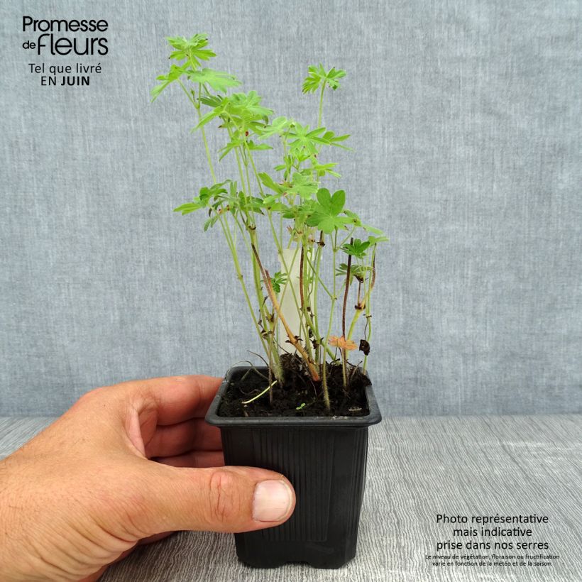 Esimerkki kesällä toimitetusta Verikurjenpolvi - Geranium sanguineum Taimiruukku 8/9 cm-taimesta