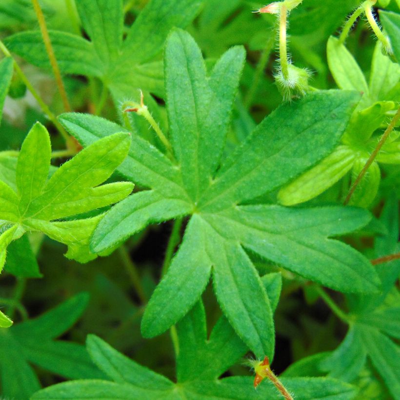 Verikurjenpolvi - Geranium sanguineum var. striatum (Lehvistö)