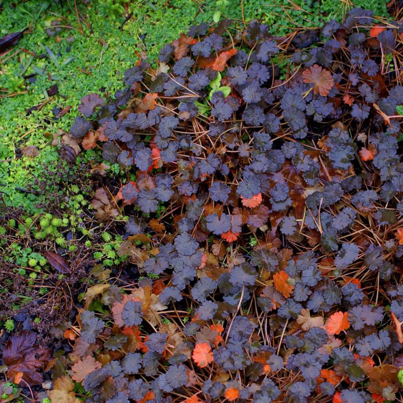 Vaskikurjenpolvi Nigricans (Lehvistö)