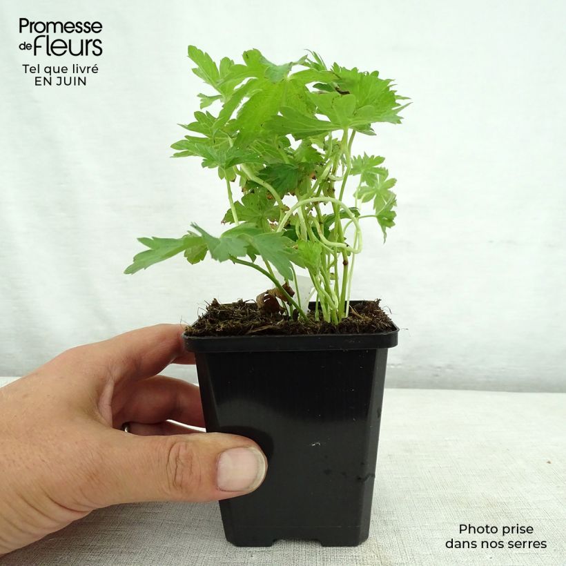 Esimerkki kesällä toimitetusta Metsäkurjenpolvi May Flower Godet de 8/9 cm-taimesta