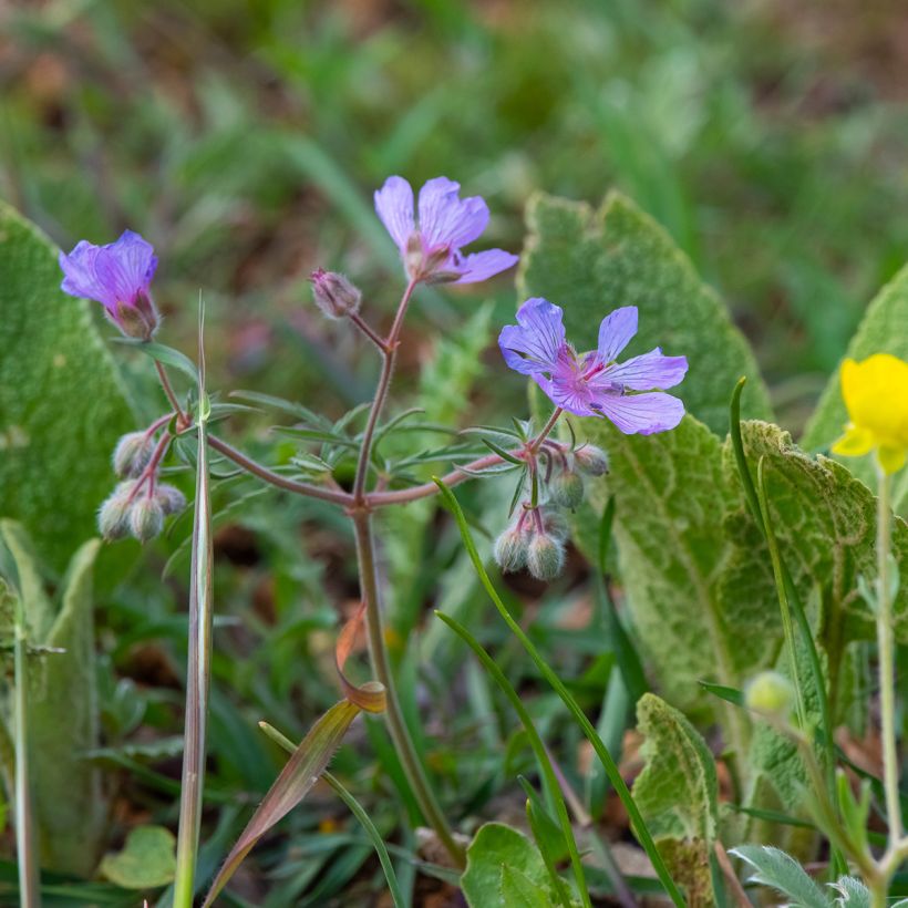 Mukulakurjenpolvi - Geranium tuberosum (Kasvutapa)