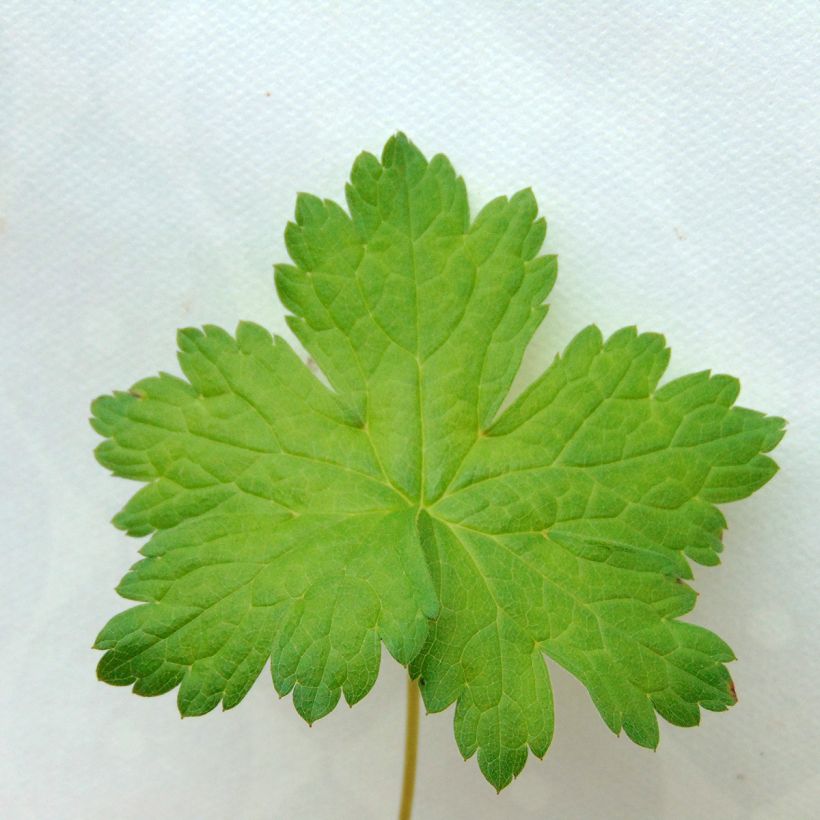 Kurjenpolvi - Geranium versicolor (Lehvistö)