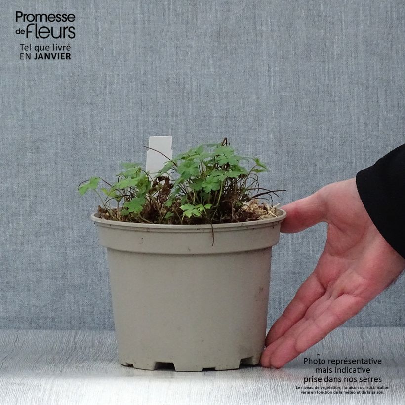 Esimerkki talvella toimitetusta Kurjenpolvi - Geranium versicolor Ruukku 2L / 3L-taimesta