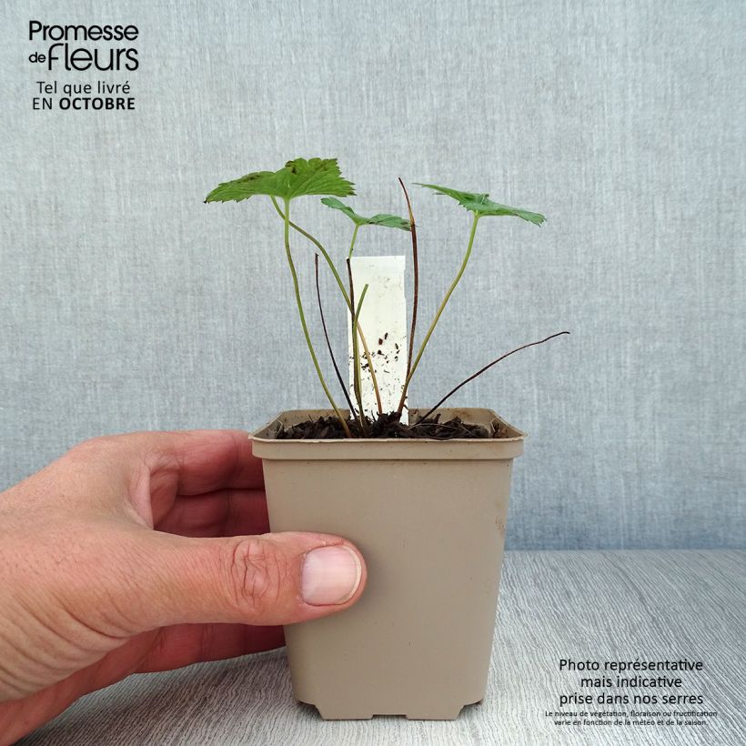 Esimerkki syksyllä toimitetusta Himalajankurjenpolvi Buxton s Variety 8/9 cm taimiruukku-taimesta
