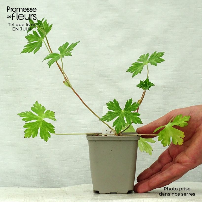 Esimerkki kesällä toimitetusta Himalajankurjenpolvi Buxton s Variety Godet de 8/9 cm-taimesta