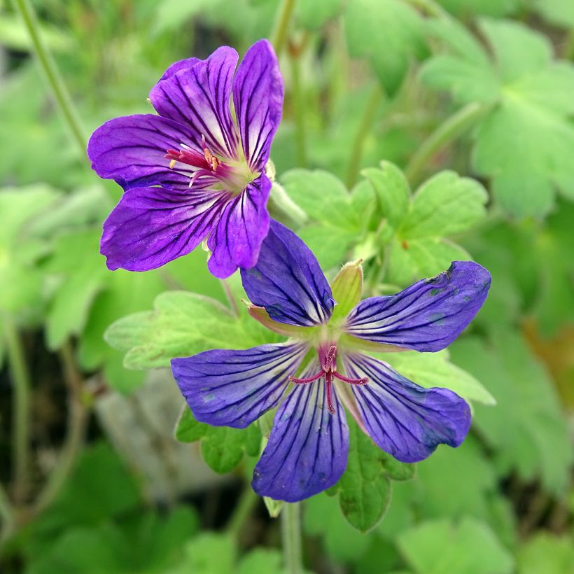 Mantsuriankurjenpolvi - Geranium wlassovianum (Kukinta)