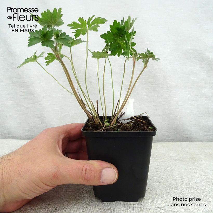 Esimerkki keväällä toimitetusta Mantsuriankurjenpolvi - Geranium wlassovianum Godet de 8/9 cm-taimesta