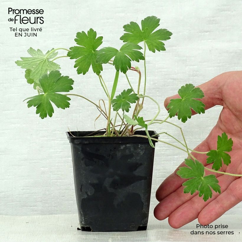 Esimerkki kesällä toimitetusta Mantsuriankurjenpolvi Crug Farm Godet de 8/9 cm-taimesta