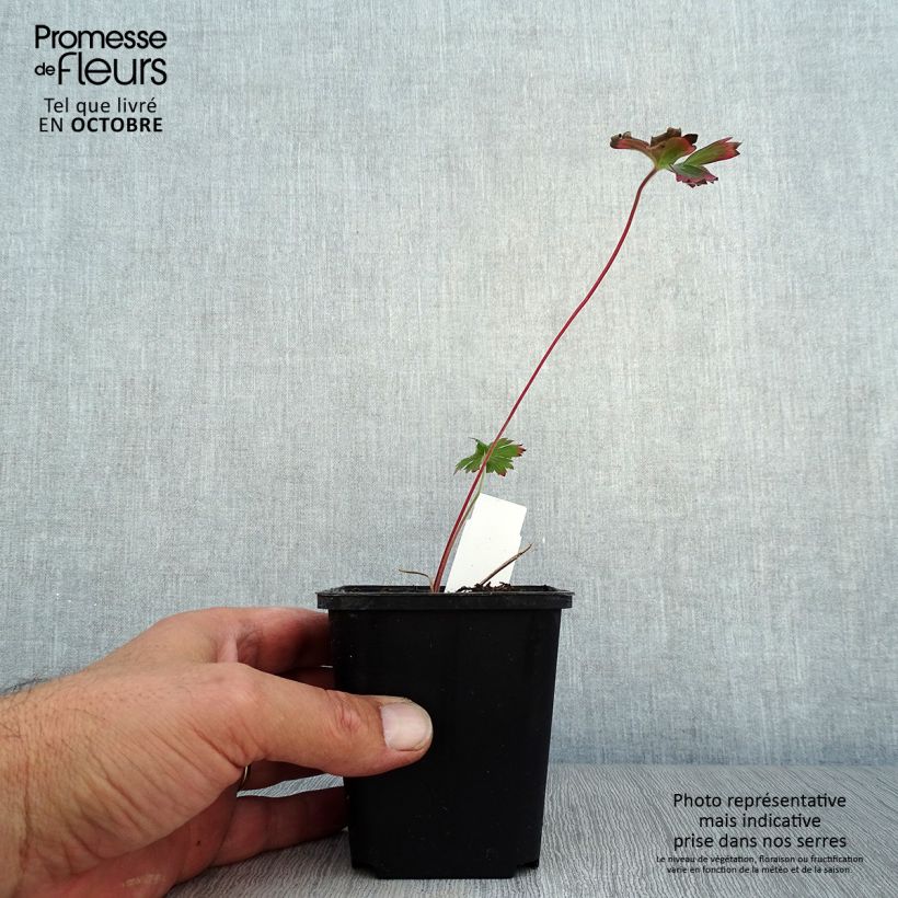 Esimerkki syksyllä toimitetusta Mantsuriankurjenpolvi - Geranium wlassovianum 8/9 cm taimiruukku-taimesta