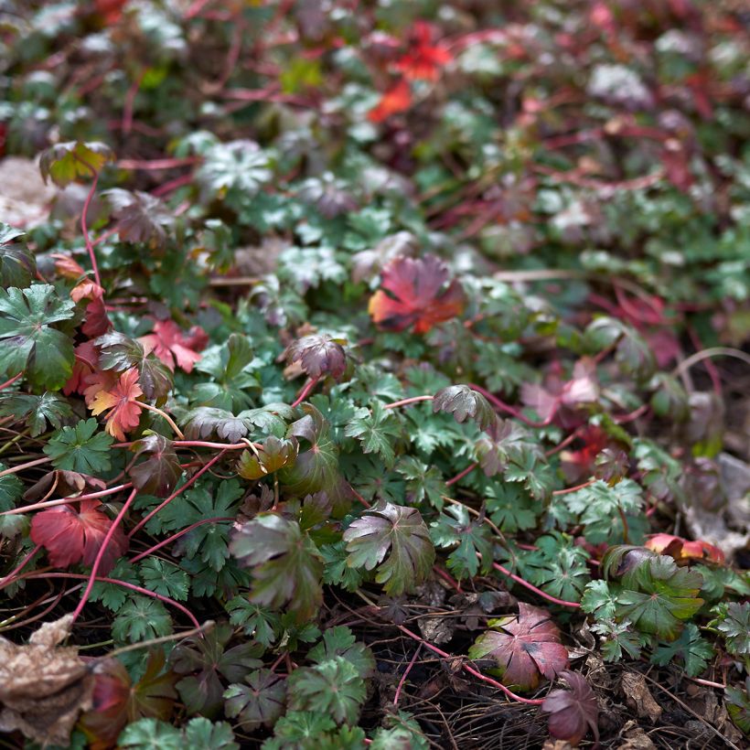 Mantsuriankurjenpolvi - Geranium wlassovianum (Lehvistö)