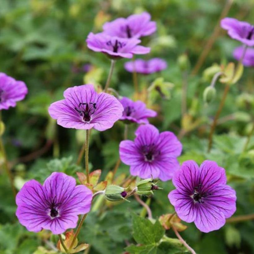 Jalokurjenpolvi Censation Daily Purple (Kukinta)